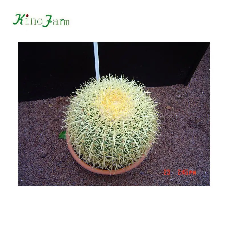 
nature plant wholesale golden barrel cactus 
