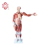 80cm human muscle model Male (27Parts)