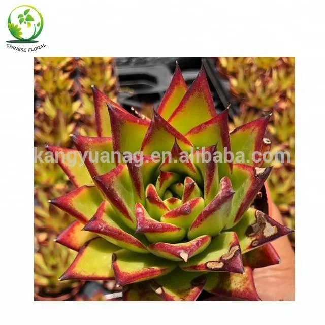 
Wholesale all colors Korea Succulent Plants 
