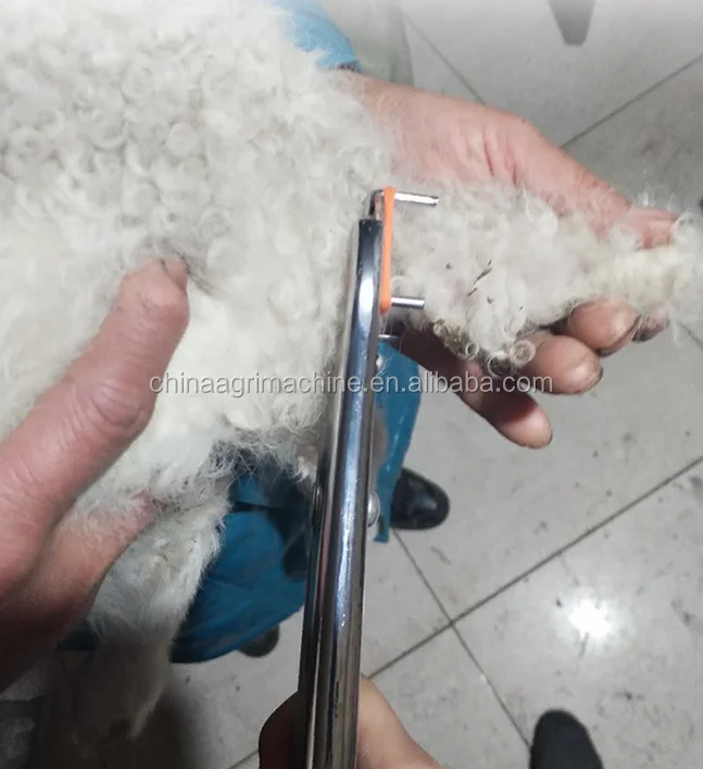 burdizzo castration