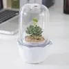 planters nuts succulent pots