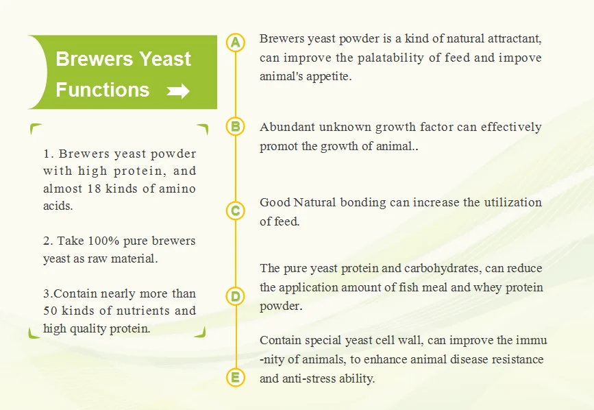 brewers yeast function