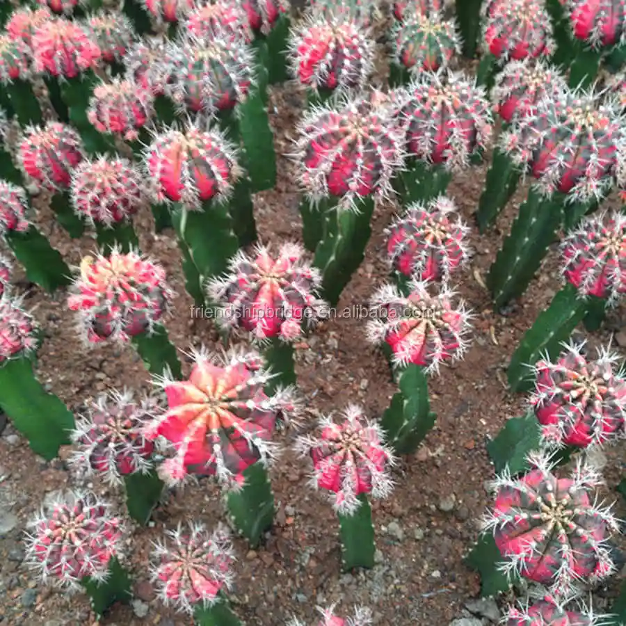 
Gymnocalycium mihanovichii var.friedrichii grafted Mini colorful Cactus 