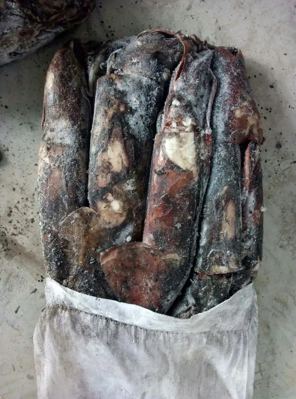 Giant squid  wr (8).jpg