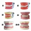 Plastic dental model of teeth/ dental model boxes with K type