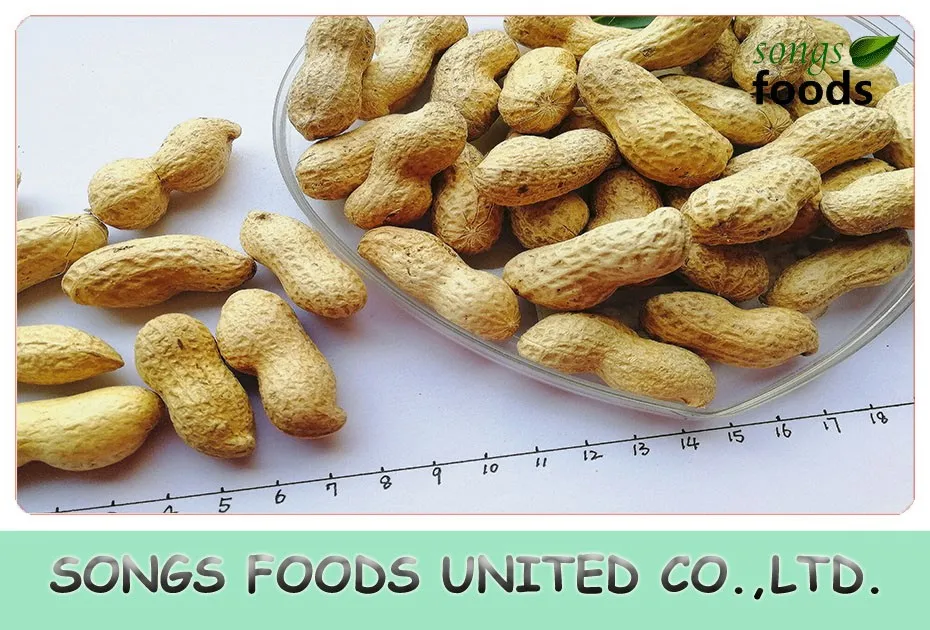 Hot Sale Raw Green Peanuts Inshell 9/11 Buy Raw Peanuts Prices,Raw