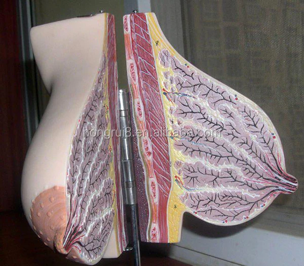 A15111 breast model 2.jpg