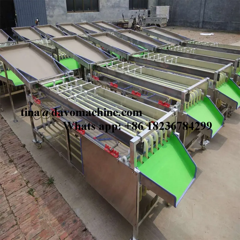 lemon grading machine/ lemon sorter machine/ lemon