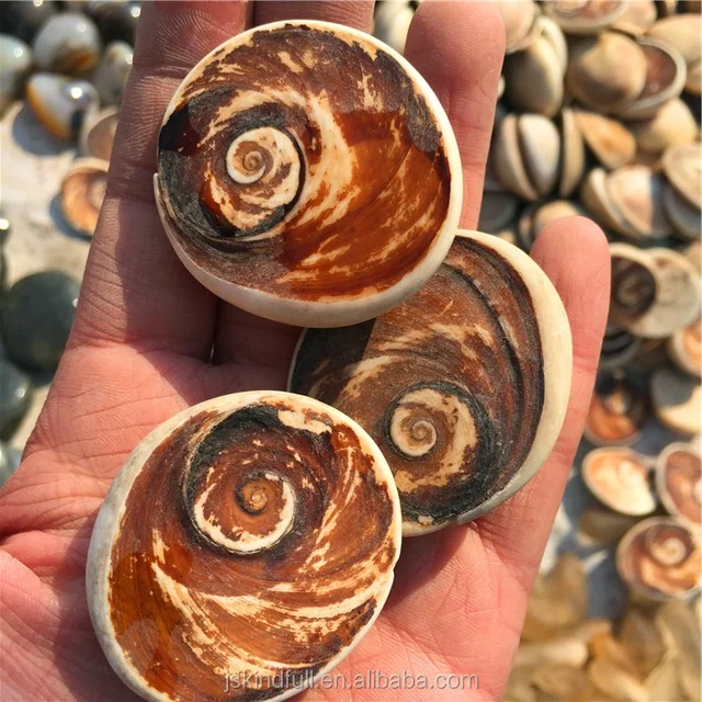 cheap price natural rough shell fossil conch ammonite snail