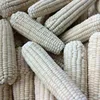 Non-gmo IQF whole white sweet corn and cob