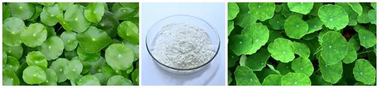 Natural China Product Asiaticoside Gotu Kola Extract Powder.jpg