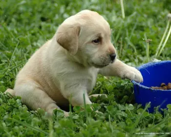 Labrador Retriever Puppies Puppy Product On Alibaba Labrador Retriever Puppies Puppy