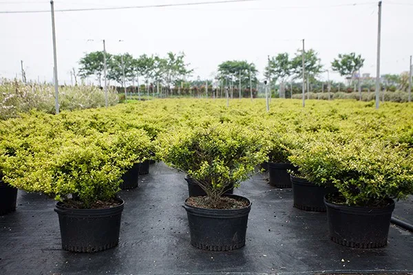 polyethylene flower pot