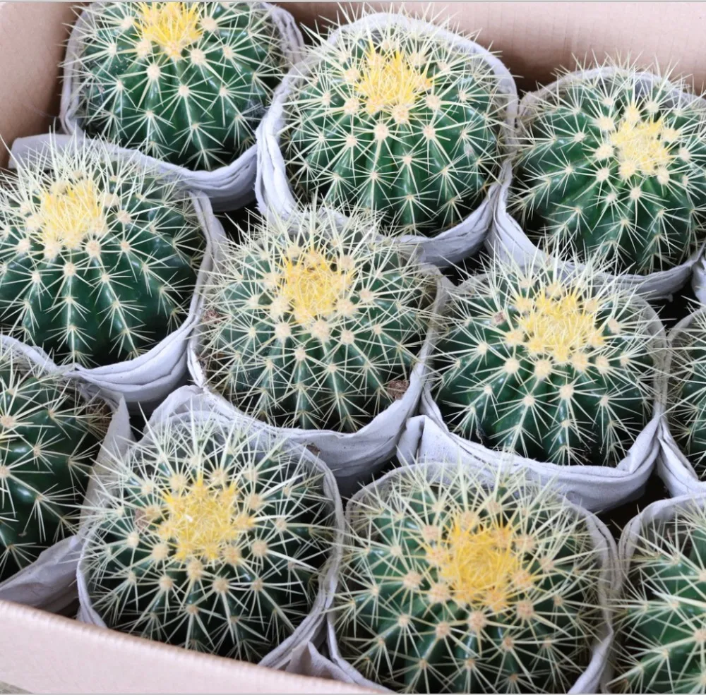 Purchase Cactus