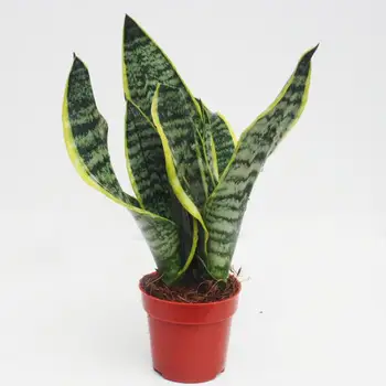 Hot Sale Indoor Outdoor Plant Sansevieria Bonsai Buy Indoor Outdoor Plant Sansevieria At Low Price Wholesale Sansevieria Bonsai Indoor Outdoor Plant Sansevieria Bonsai Product On Alibaba Com