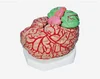 High quality human super size brain with arteries model for medical teaching