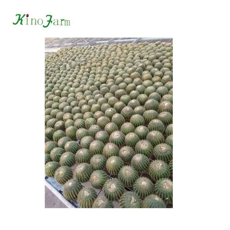 
nature plant wholesale golden barrel cactus 
