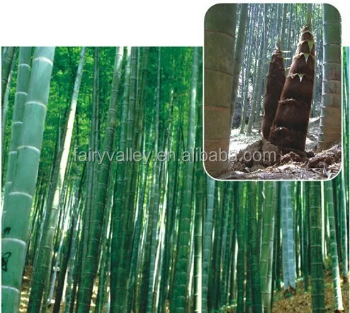 moso bamboo growth rate from seed