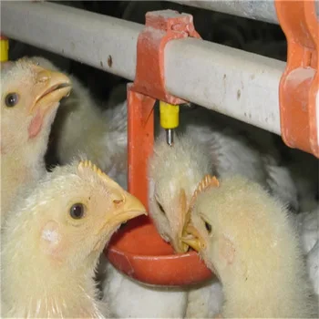 Automatic Chicken Waterer Poultry Automatic Feeders Chicken