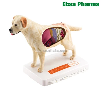 dog medical supplies