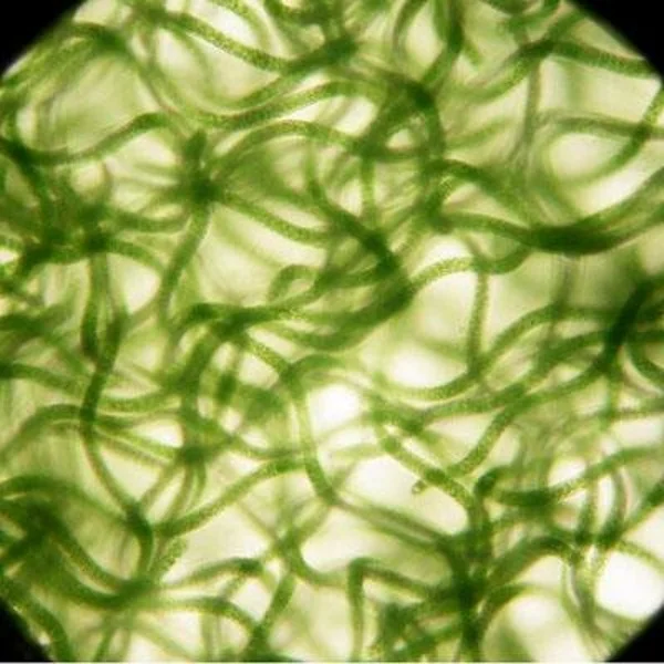 
factory of natural powder/tablets spirulina with best price 