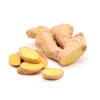 haccp certificated best sell fresh dried power ginger for new crops bulk supply in china