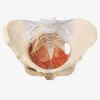 2013 Medical Anatomical Female Pelvis,model of female pelvis and pelvic muscle