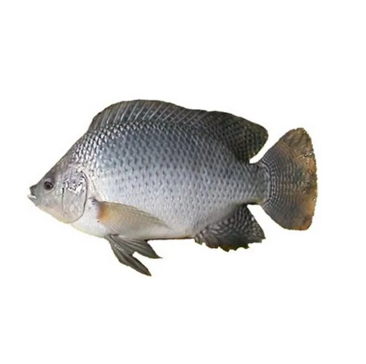 gmp factory supply top quality tilapia fish collagen protein