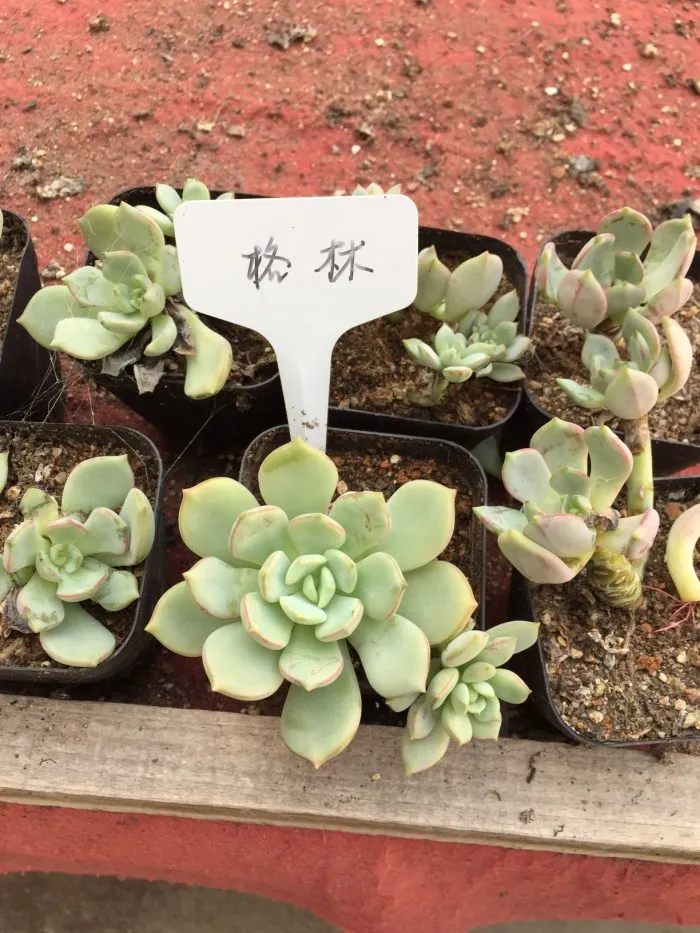   x Graptoveria 'A Grim One'.jpg