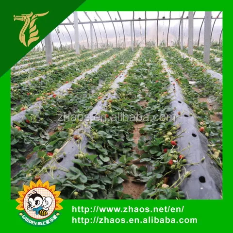 
Manufacture agriculture or gardening use PBAT Biodegradable Mulch Film 