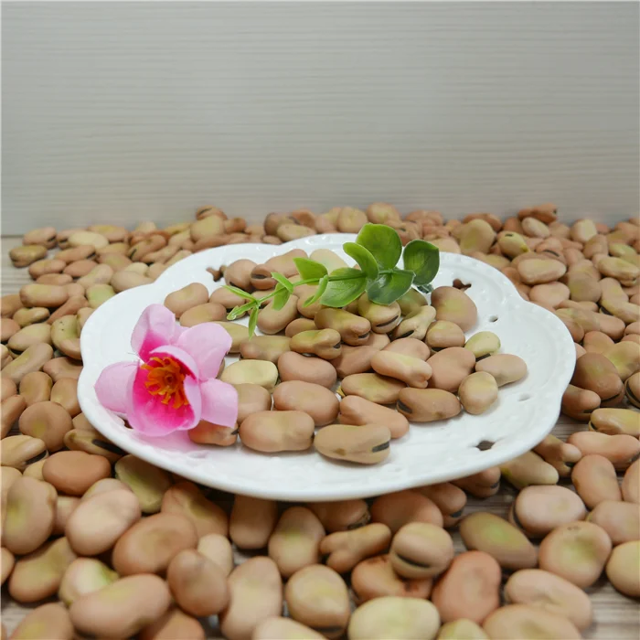 
High Quality Broad Bean Fava Bean horse beans 