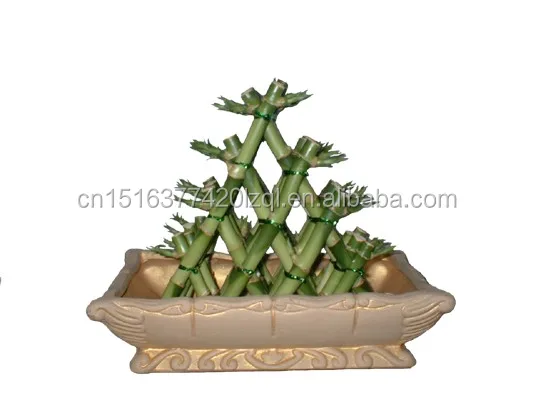 
Farm price dracaena sanderiana live indoor aquatic ornamental chinese fengshui plants pyramid lucky bamboo 