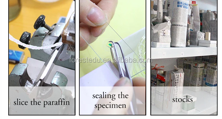 11 microscope slides 7101.jpg