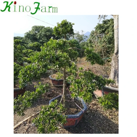 
Landscaping Podocarpus Bonsai Tree 