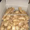 Air - dry ginger