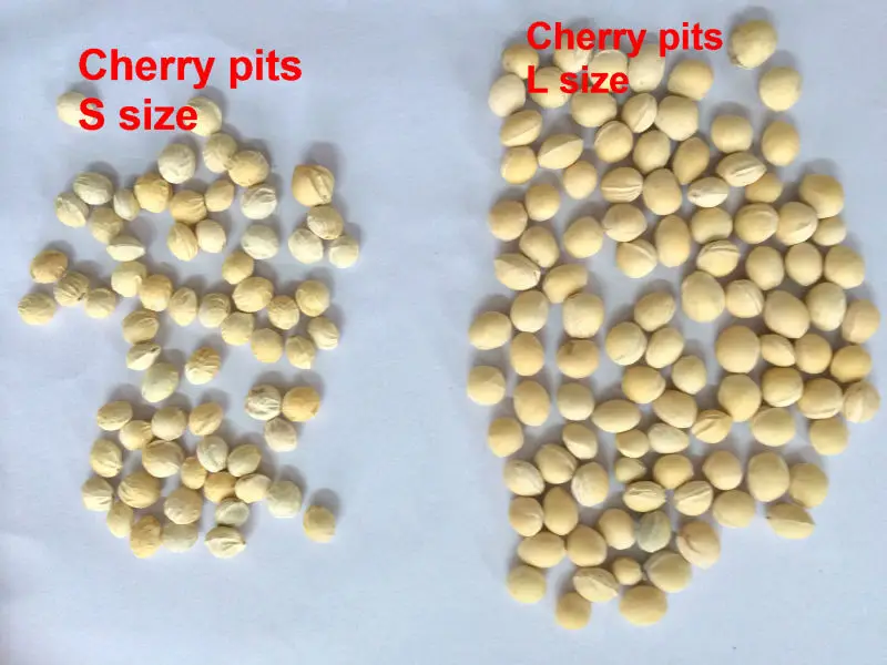 Polished Cherry Stone Cherry Pit For Pillow Pet Toy Buy Bulk Cherry