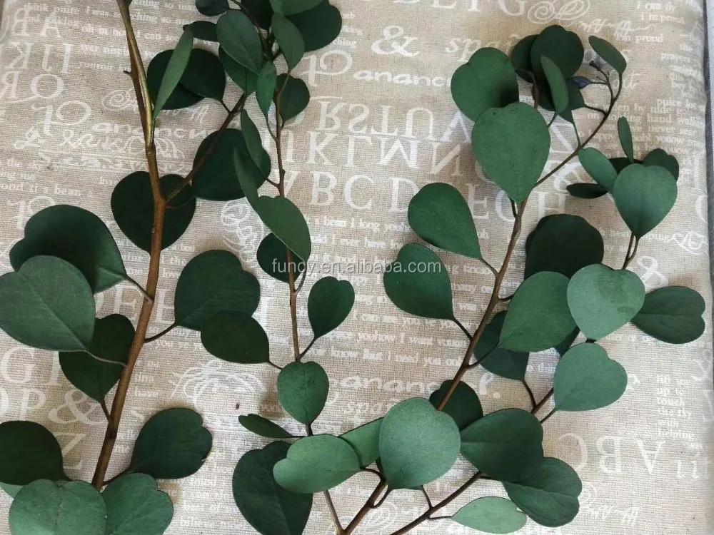 Preserved Foliage Round Preserved Eucalyptus Leaves For Home Decor