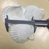 Natural craft seashell dried scallop shell in low price
