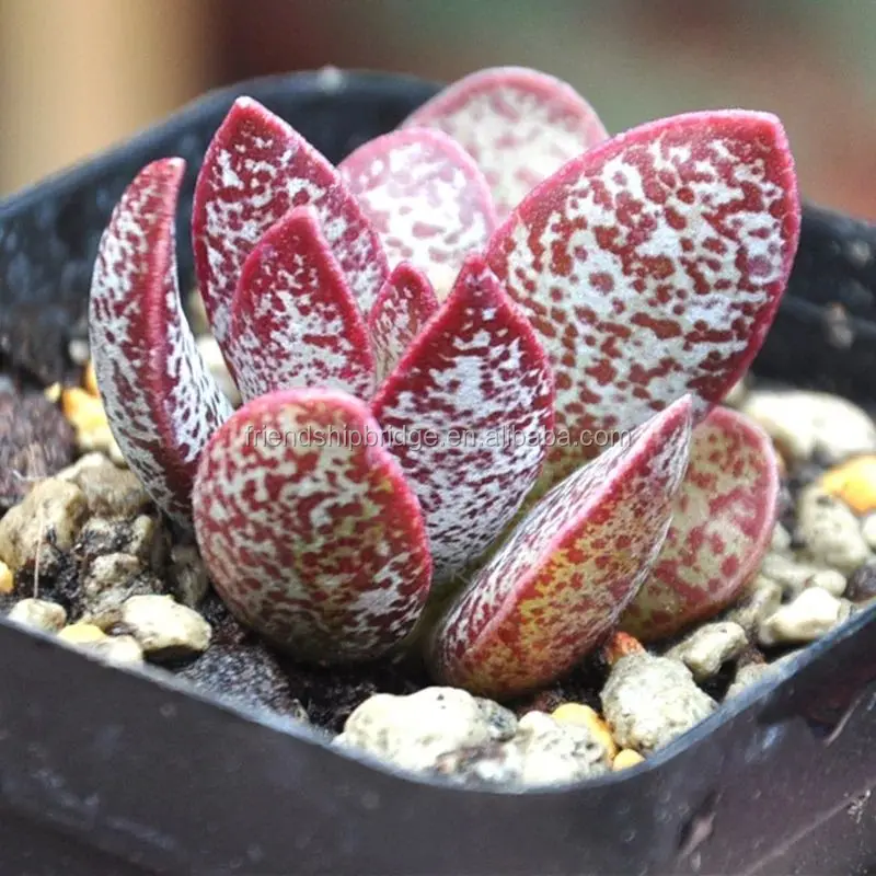 Adromischus Marianiae 7.jpg