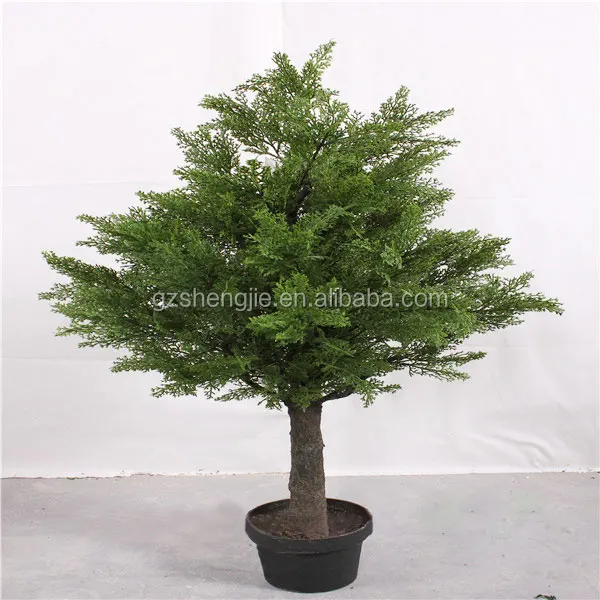 pine tree.jpg