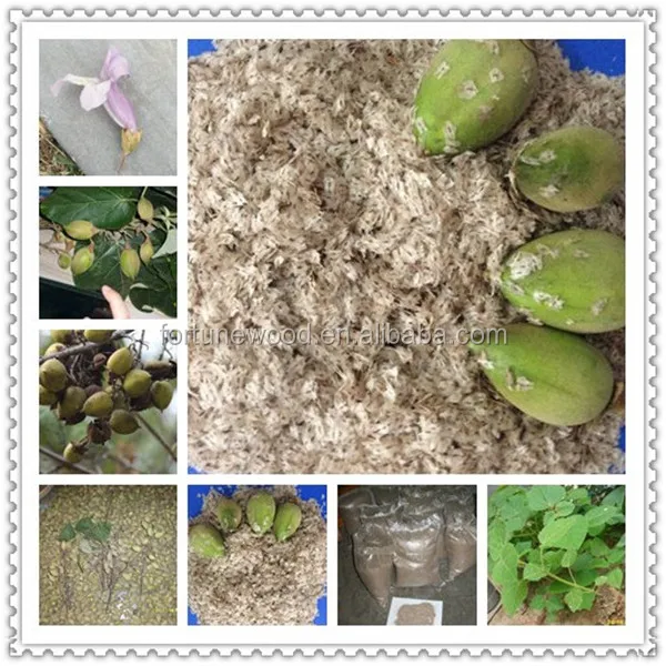 Grade A fast grow cold resistant high survive disinfection Paulownia Root Cutting