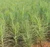 New seed for planting horsetail pine seeds