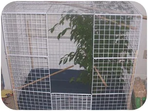 low price wire mesh layer pigeon cage with high quality