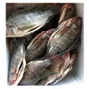 Piece Shape and Bulk Packaging Gutted and scaled frozen tilapia whole