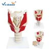Anatomical larynx model,larynx model, larynx function model