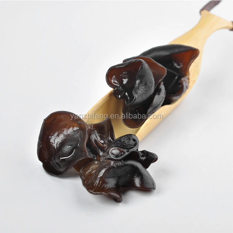 Black-Fungus-7.jpg