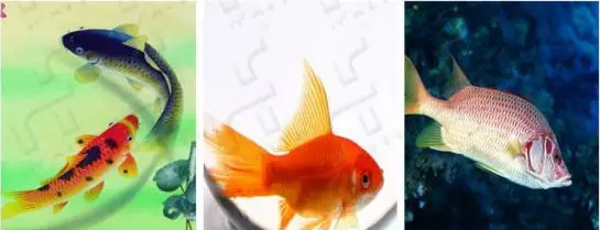 New type fish pellet feed machine.jpg