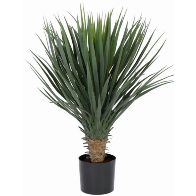 yucca rostrata plant