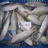 FROZEN HORSE MACKEREL AND OTHER FROZEN SEA FOOD FOR SALE NOW IN A LARGE QUANTITY
