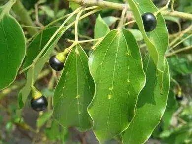 hot sell russia natural camphor with factory price, cas no.